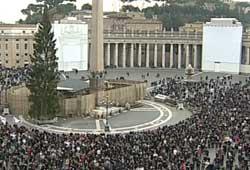 Різдвяну ялинку з Закарпаття встановлять на площі Святого Петра у Ватикані