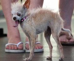 Обрано найпотворнішого собаку в світі (ФОТО)