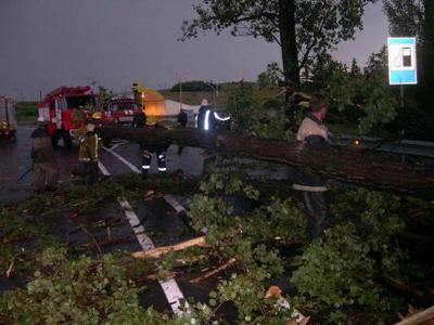 На Ужгородщині дерево, що впало від вітру, паралізувало рух автомобілів та поїздів (ФОТО)