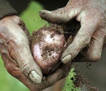 Жителька Мукачівщини вкрала з поля центнер картоплі