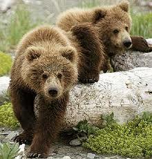 Перші 2 млн на рятування ведмедів на Закарпатті освоїть селянка з Херсонщини