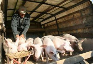 Закарпатський тваринний ринок приваблює колоритом і щирістю (ФОТО)