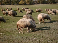 Проводи вівчарів на полонинське літування відбулися в закарпатському Дубовому