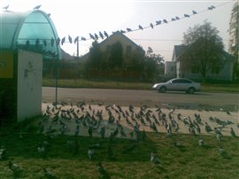 В Ужгороді голуби оголосили загальноміський "зліт"