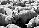 На Закарпатті у фермера вкрали 27 овець