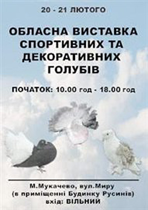 У вихідні в Мукачеві відбудеться обласна виставка голубів