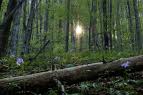 Екологи виявили факти порушення закарпатськими лісництвами Лісового Кодексу України 