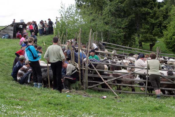На Міжгірщині перед виходом на полонини провели традиційне мішаня овець (ФОТО)