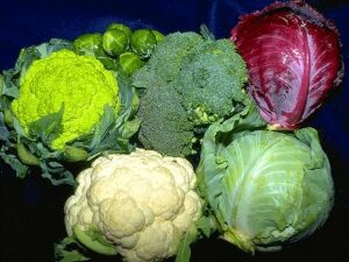 Ужгородська РДА планує закупити 30 т овочів для шкіл району