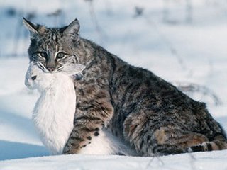 На Закарпатті дикого лісового кота винищують... домашні коти