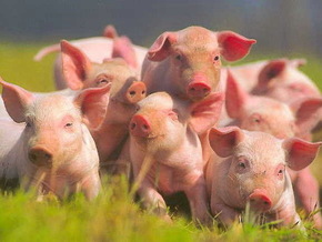 На Закарпатті у фермера вкрали 18 свиней