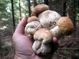 У лісах Мукачівщини з’явилися травневі гриби