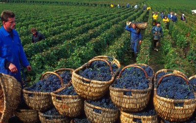 Серед виноробних регіонів України найменше землі під виноградниками - на Закарпатті