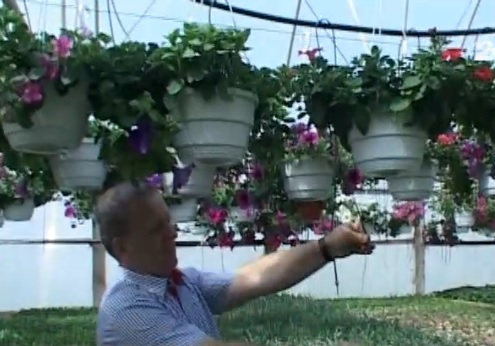 Закарпатське Заріччя забезпечує квітами Донбас (ВІДЕО)