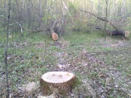 За завдану шкоду лісу на майже 100 тис грн 29 посадовців Рахівського лісгоспу оштрафовано на понад 3 тис грн 