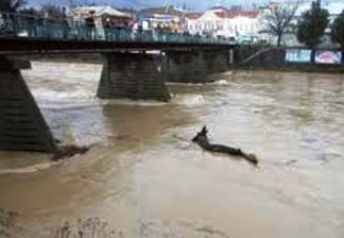 В Ужгороді посилюють готовність на випадок паводку