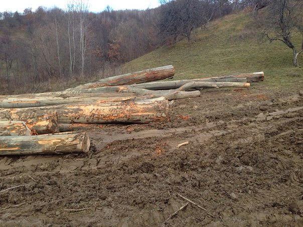 Закарпатські лісівники просять зупинити суцільні рубки лісу у заповідних зонах