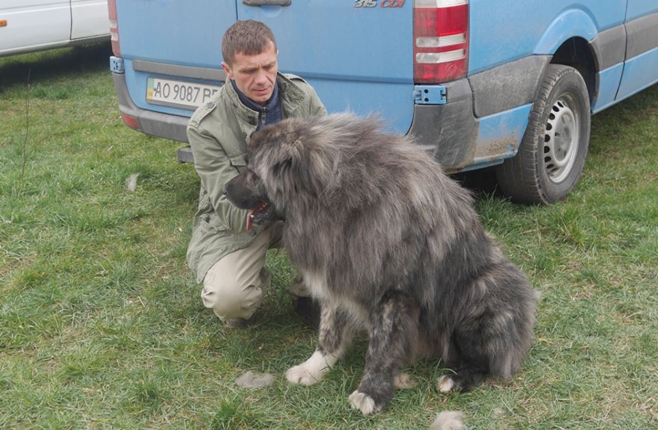 В Ужгороді відкрилась міжнародна виставка собак (ФОТО)