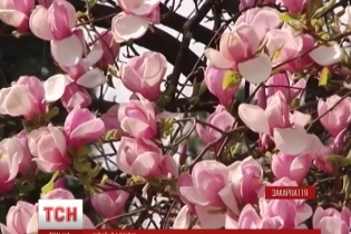Ужгород збирає натовпи туристів цвітом сакури (ВІДЕО)