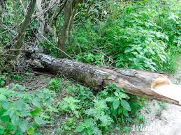 Негода на Закарпатті наламала по області дерев