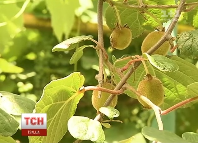В Ужгороді дозріває цьогорічний урожай закарпатського ківі (ВІДЕО)