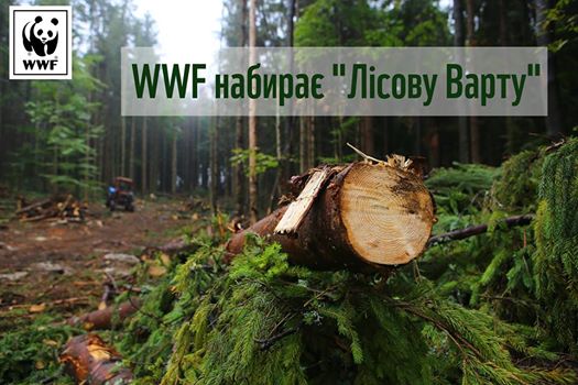 Всесвітній фонд природи WWF шукає координатора волонтерів Лісової варти на Закарпатті