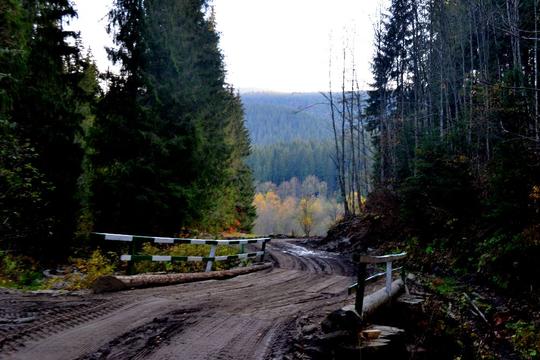 На Закарпатті відновили лісову дорогу, що з'єднує 2 райони