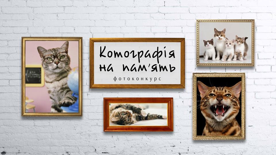 В Ужгороді пропонують долучитися до фотоконкурсу "Котографія на пам'ять"