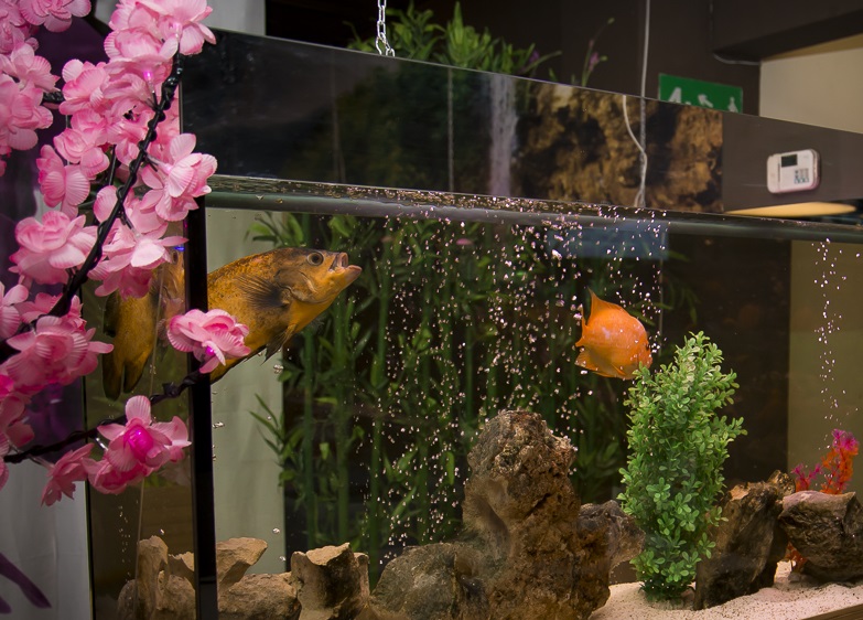 В Ужгороді творитимуть сакури в міні-акваріумах