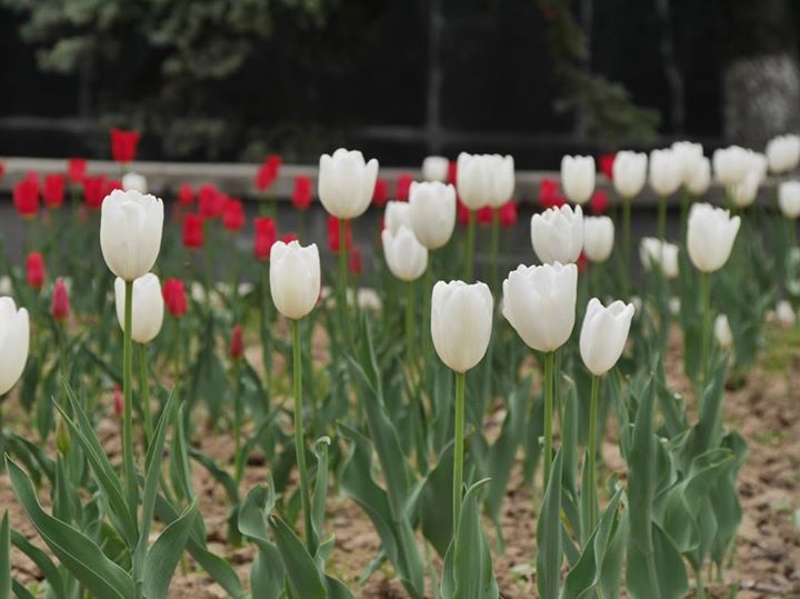 Близько 800 квітів бегонії, пеларгонії, аератуму, петунії висадили цієї весни в Ужгороді (ФОТО)