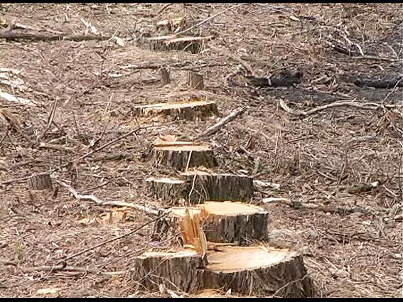 "Чорні лісоруби" нарубати лісу на Закарпатті на 6 млн грн – ОУЛМГ