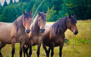 Україна та Польща спільно відроджуватимуть породу гуцульських коней у Карпатах