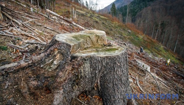 Активісти поінформують Євросоюз про нелегальну вирубку лісів в українських Карпатах 