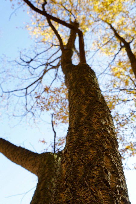На Воловеччині росте коркове дерево (ФОТО)