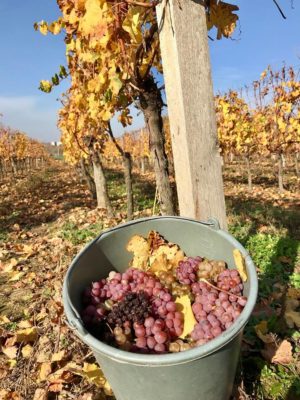 На Закарпатті збирають врожай "осіннього винограду" (ФОТО)