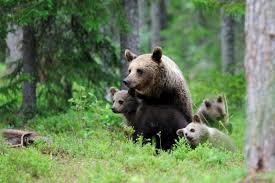 На Закарпатті запускають проект зі збереження ведмедя бурого (ФОТО)