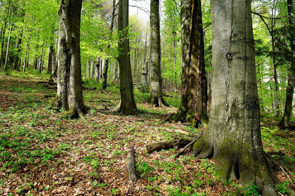 Уряд прийняв рішення про розширення меж Ужанського національного природного парку