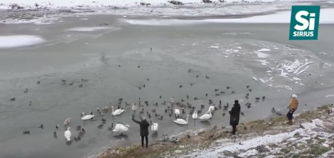 На Ужі в Ужгороді зимують лебеді та десятки качок (ВІДЕО)