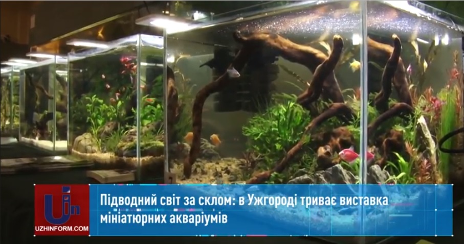 В Ужгороді триває виставка мініатюрних акваріумів (ВІДЕО)