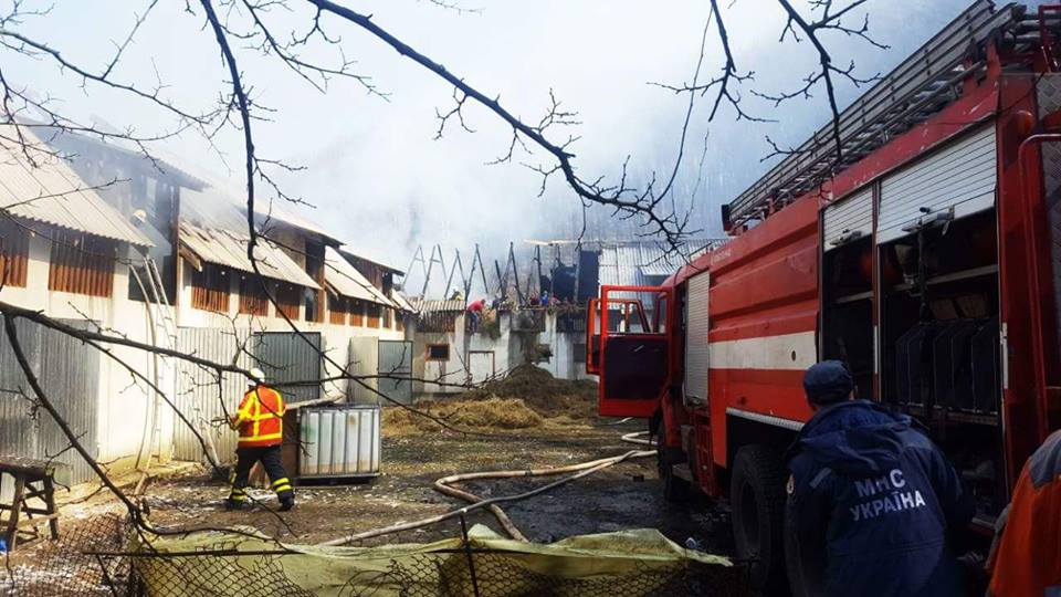 Під час гасіння пожежі в хліву на території жіночого монастиря на Хустщині порятували 12 корів (ФОТО)