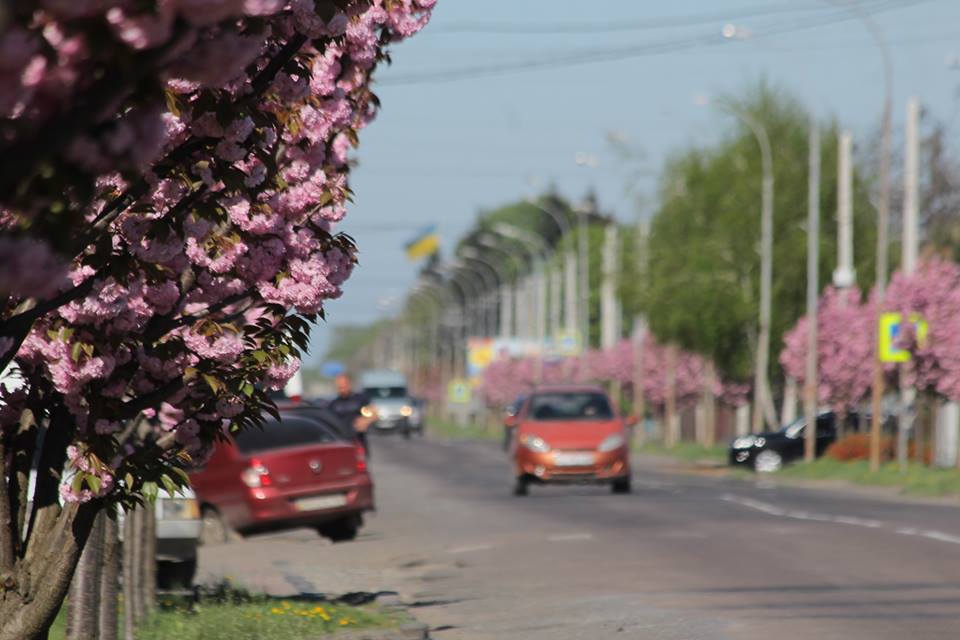 В Мукачеві квітне найдовша алея сакур Закарпаття (ФОТО)