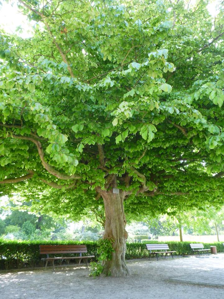 У Мукачеві в місцевому парку відроджується "залізне" дерево (ФОТО)