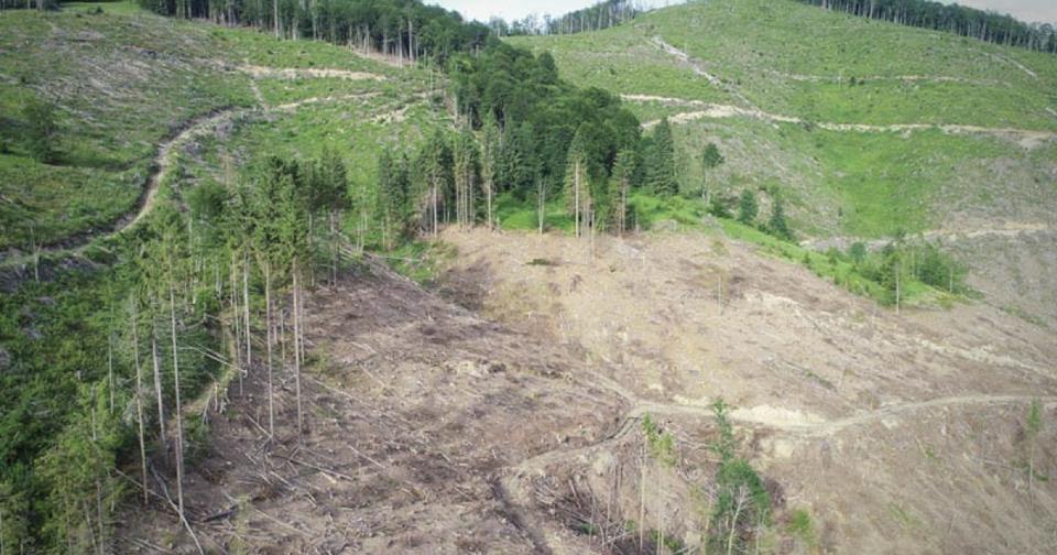 Через невідповідність стандарту ведення лісового господарства принципам і критеріям FSC відкликано і призупинено сертифікати двох закарпатських лісгоспів