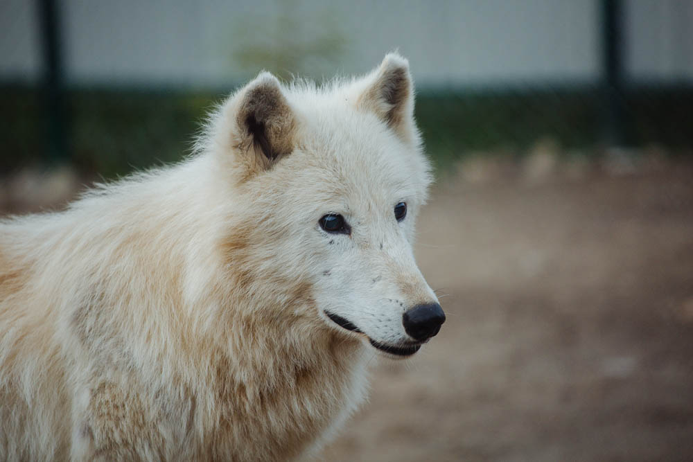 Неподалік Синевира відкрили міні-звіринець з "кольоровими" вовками (ФОТО)