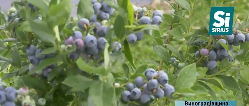 На лохиновій плантації на Виноградівщині щодня збирають вручну близько 700 кг ягід (ВІДЕО)