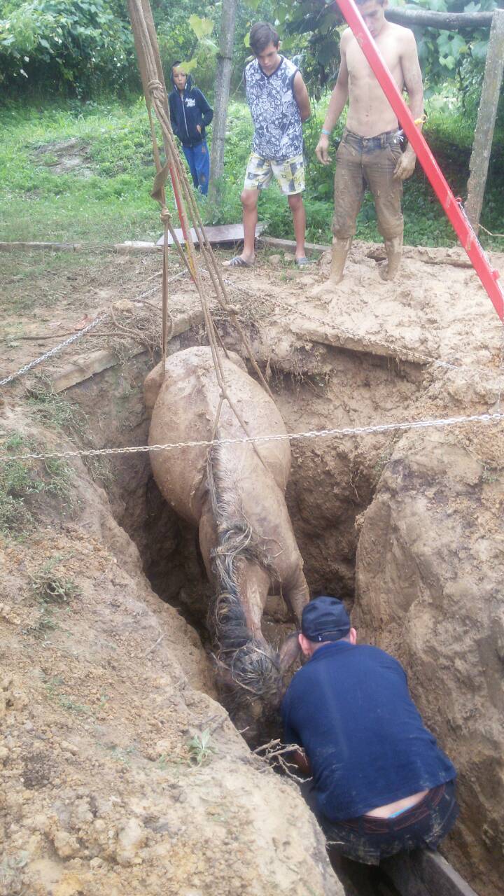 На Виноградівщині рятували коня, що впав у триметрову яму для колодязя (ФОТО)