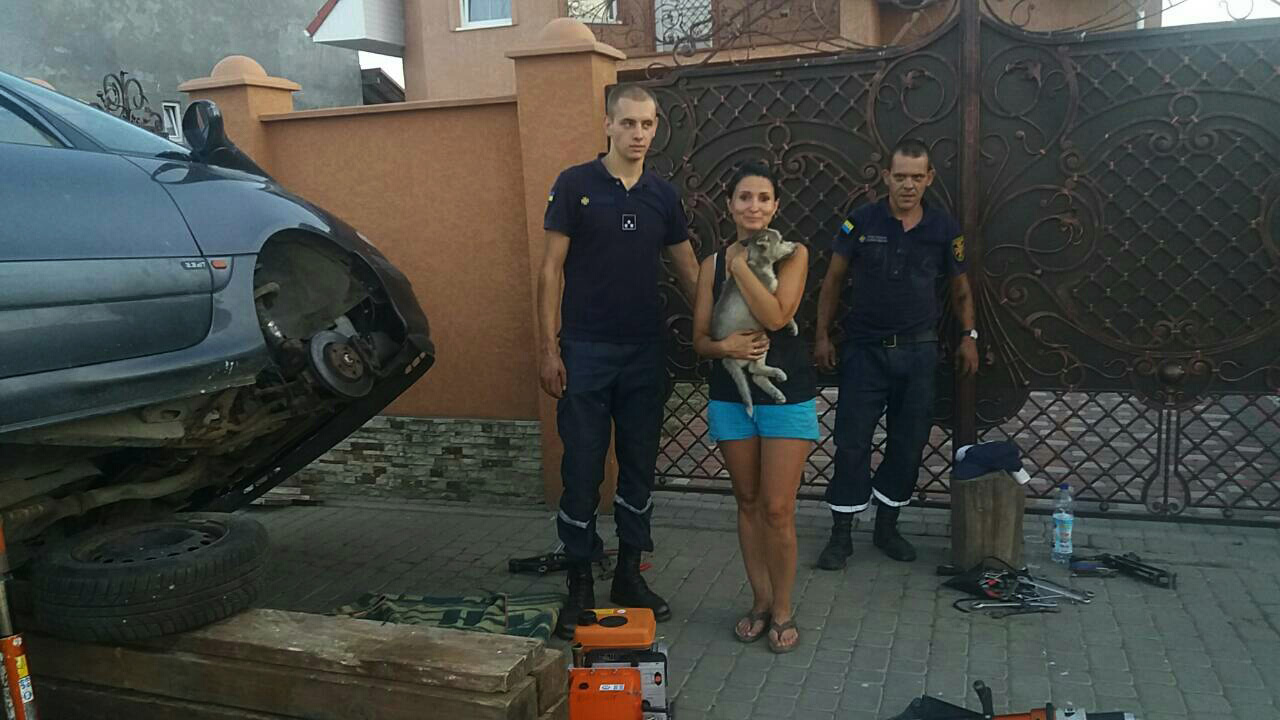 Майже 4 години діставали на Ужгородщині з моторного відсіку авта цуценя хаскі, котрий заліз туди, рятуючись від спеки (ФОТО)