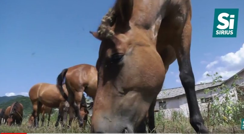 Єдиний завод в Україні з племінного вирощування рідкісних гуцульських коней на Закарпатті – на межі закриття (ВІДЕО)