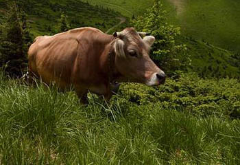 На Закарпатті працюють над збереженням і розвитком бурої карпатської породи корів
