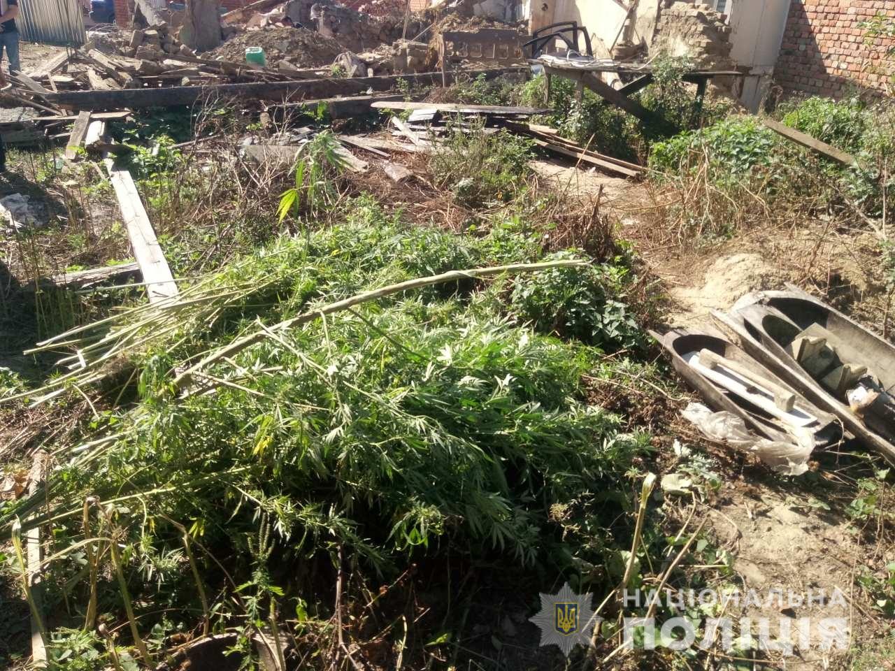 На подвір'ї мешканця Чопа знайшли 65 доглянутих стебел конопель (ФОТО)